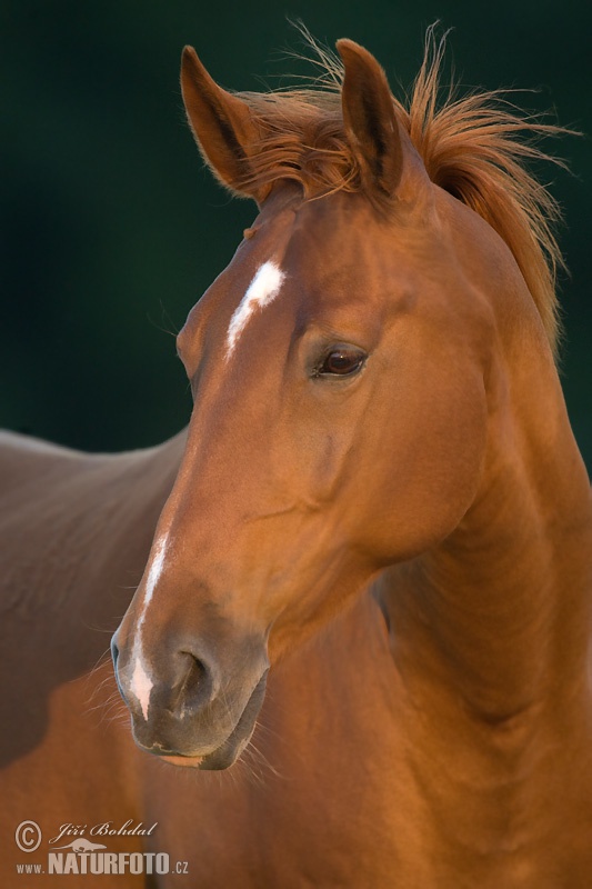 Equus caballus