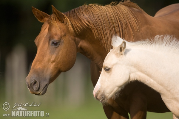 Equus caballus