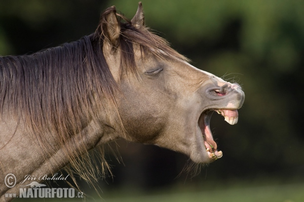 Equus caballus