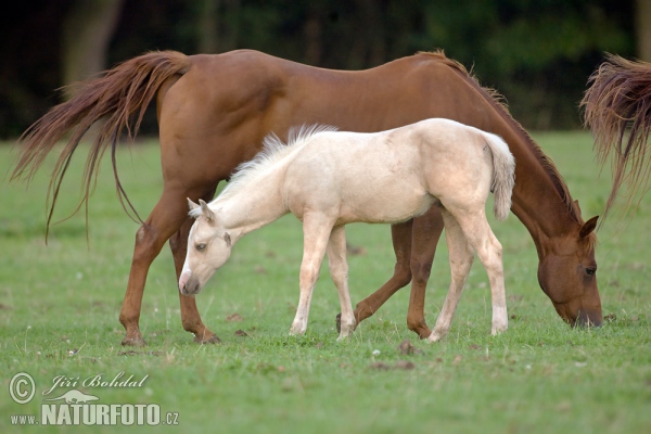 Equus caballus