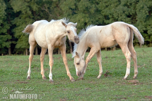 Equus caballus