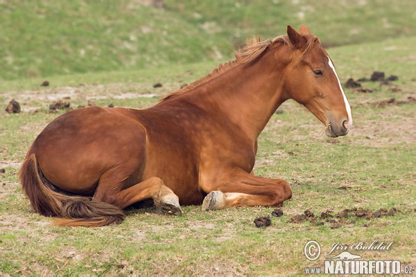 Equus caballus