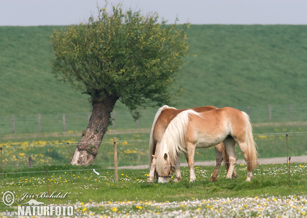 Equus caballus