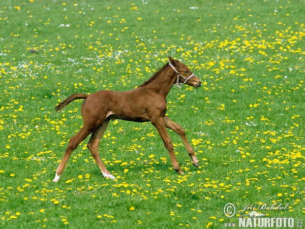 Equus caballus