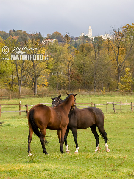 Equus ferus caballus