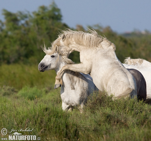 Equus ferus caballus