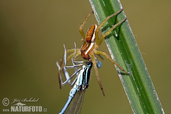 erandete Jagdspinne