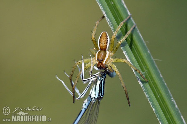 erandete Jagdspinne