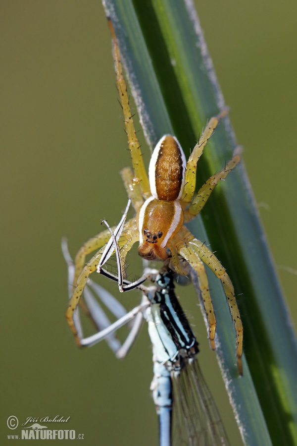 erandete Jagdspinne