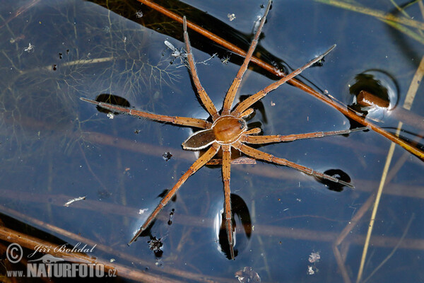 erandete Jagdspinne