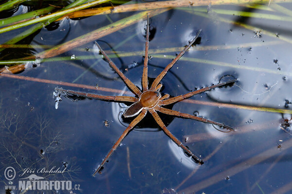 erandete Jagdspinne