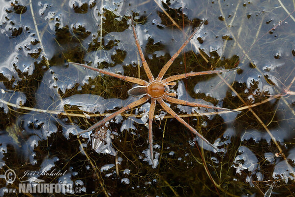 erandete Jagdspinne