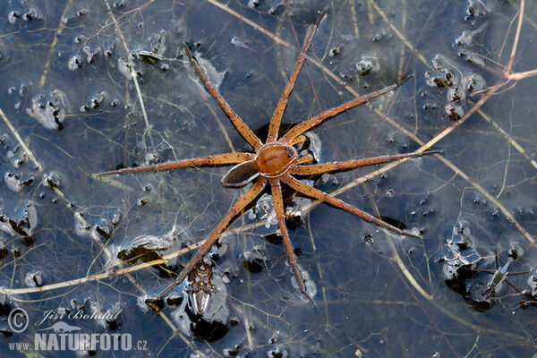 erandete Jagdspinne