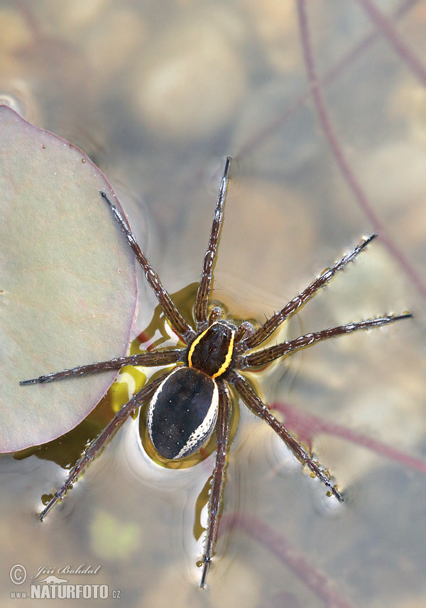 erandete Jagdspinne