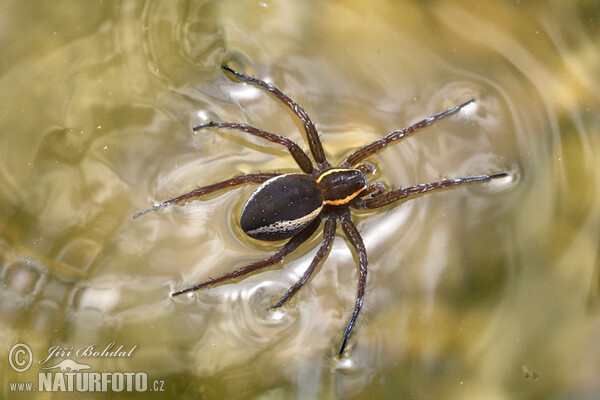 erandete Jagdspinne