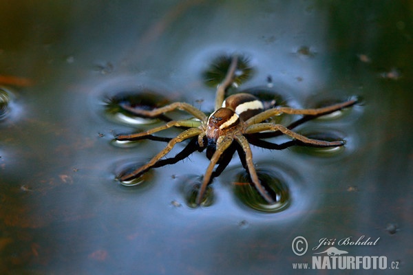 erandete Jagdspinne