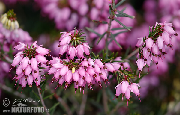 Erica carnea