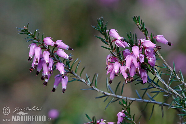 Erica carnicina - Scopina