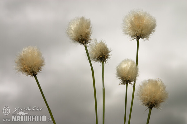 Eriophorum scheuchzeri