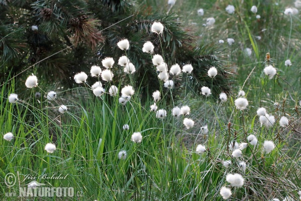 Eriophorum vaginatum