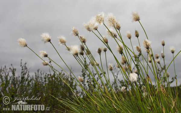 Eriophorum vaginatum