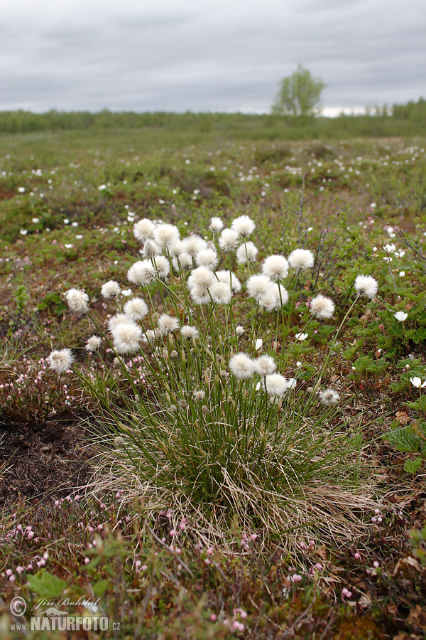 Eriophorum vaginatum