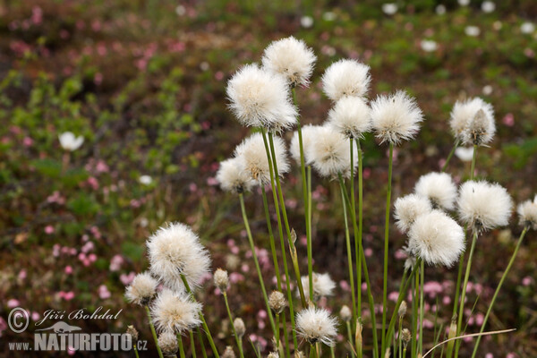 Eriophorum vaginatum