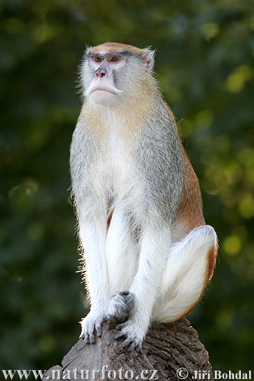 Eritrocebo