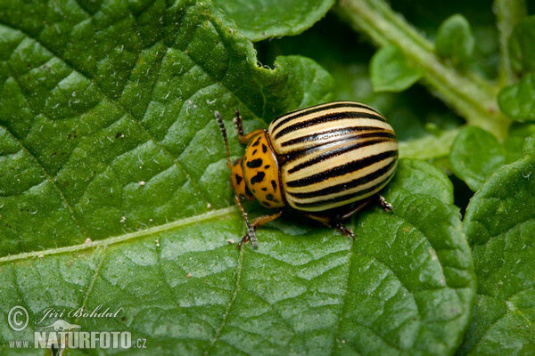 Escarabajo de la patata o dorífora