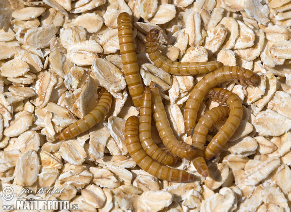 Escarabajo del gusano de la harina