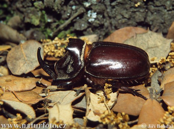 Escarabajo rinoceronte europeo