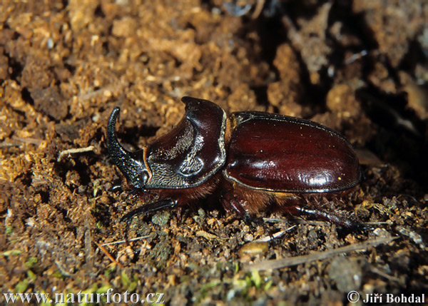 Escarabajo rinoceronte europeo