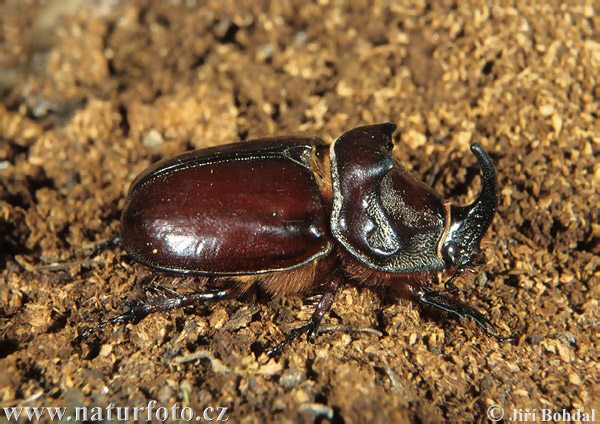 Escarabajo rinoceronte europeo