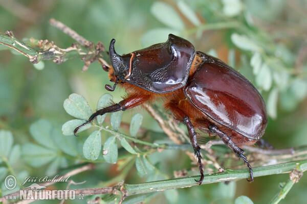 Escarabajo rinoceronte europeo