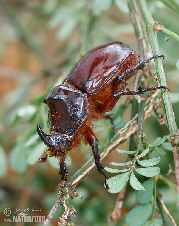 Escarabajo rinoceronte europeo