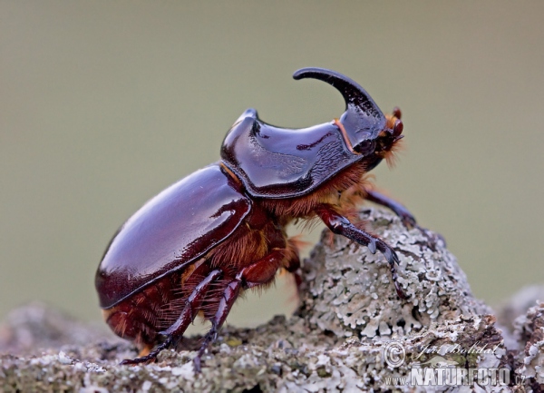 Escarabajo rinoceronte europeo
