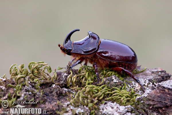 Escarabajo rinoceronte europeo