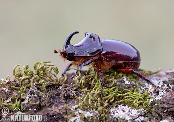 Escarabajo rinoceronte europeo