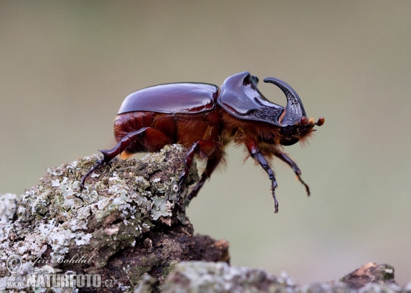 Escarabajo rinoceronte europeo