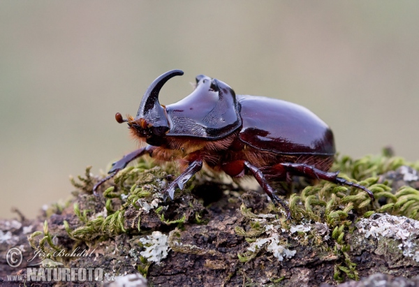 Escarabajo rinoceronte europeo