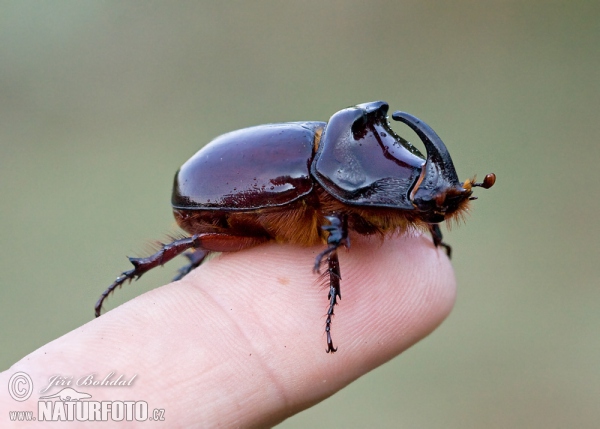 Escarabajo rinoceronte europeo