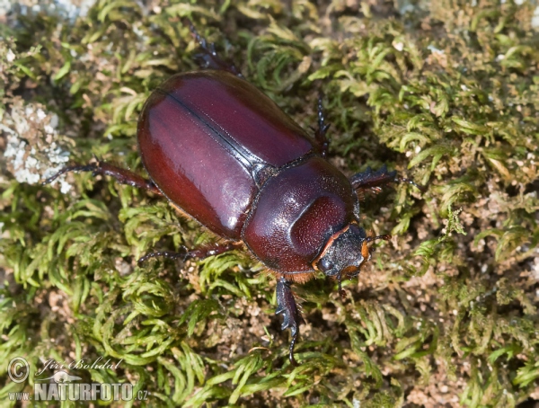 Escarabajo rinoceronte europeo