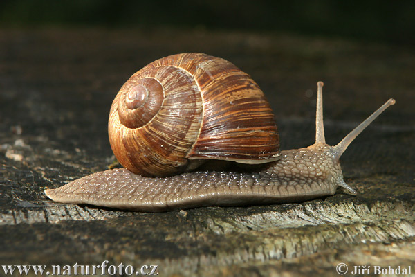 Escargot de Bourgogne