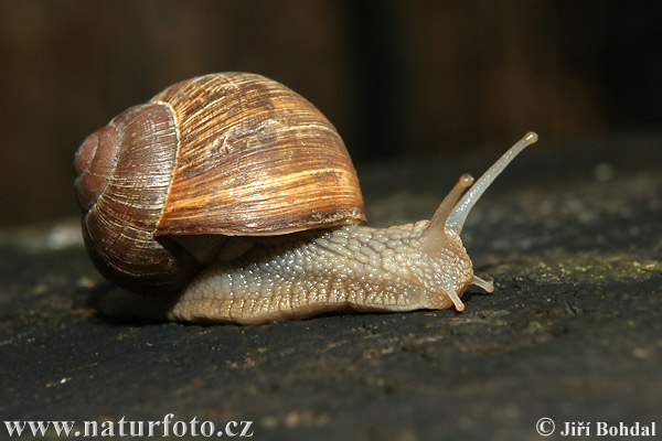 Escargot de Bourgogne