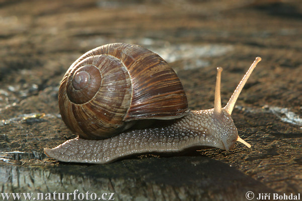 Escargot de Bourgogne