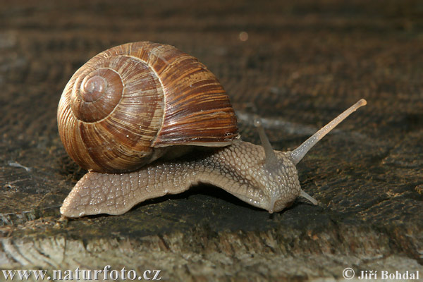 Escargot de Bourgogne