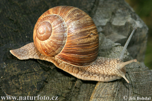 Escargot de Bourgogne