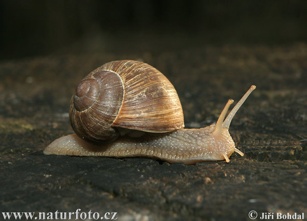 Escargot de Bourgogne