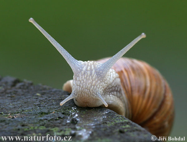 Escargot de Bourgogne