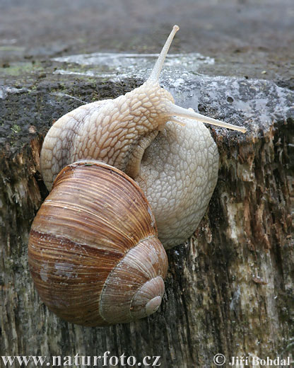 Escargot de Bourgogne Photographie